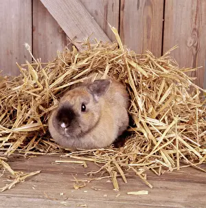 Hutch: RABBIT - hiding under straw in hutch