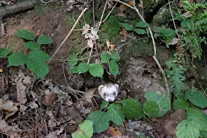 De Jour: RABBIT HUNTING FALCONRY