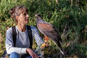 De Jour: RABBIT HUNTING FALCONRY