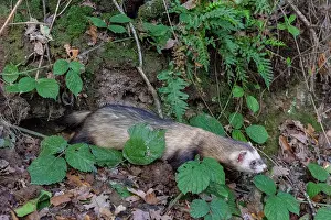 De Jour: RABBIT HUNTING FALCONRY