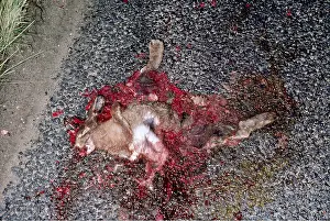 Roadkill: RABBIT - killed on road