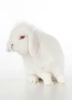 Lops: RABBIT - Lion lop