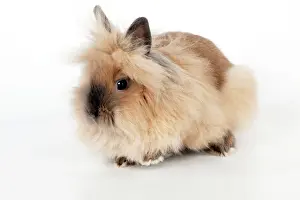 Lionhead: RABBIT - Lionhead