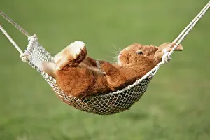 Hammocks: Rabbit lying down in a hammock