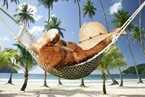 Napping: Rabbit lying down in a hammock with hat