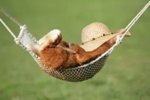 Forty: Rabbit lying down in a hammock sleeping, with straw hat on