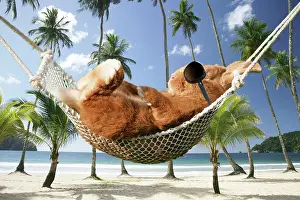 Forty: Rabbit lying down in a hammock wearing sunglasses