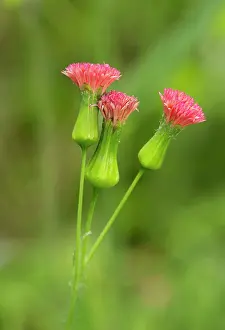 Trinidad: Rabbit Meat / Florida Tasselflower in flower Trinidad