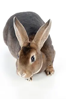 Miniatures: RABBIT - Mini castor rex