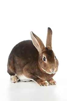 Miniatures: RABBIT - Mini castor rex