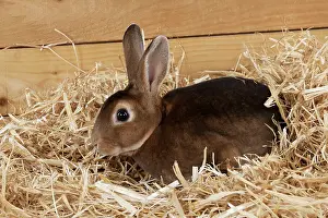 Minatures: RABBIT - Mini castor rex sitting in straw