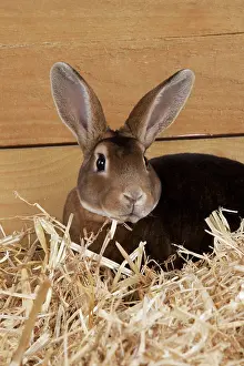 Minatures: RABBIT - Mini castor rex sitting in straw