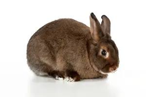 Satin: RABBIT - Mini castor satin