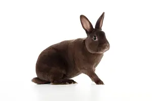 Havana: RABBIT - Mini havana rex