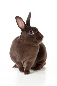 Havana: RABBIT - Mini havana rex