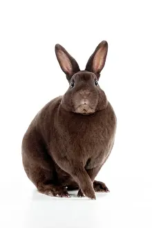 Havana: RABBIT - Mini havana rex