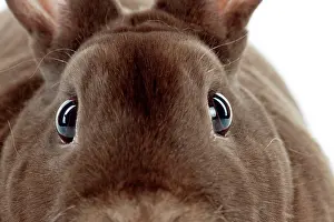 Havana: RABBIT - Mini havana rex (head shot, close up)