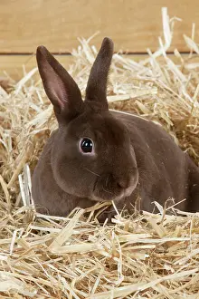 Minatures: RABBIT - Mini havana rex sitting in straw
