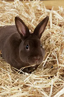 Minatures: RABBIT - Mini havana rex sitting in straw