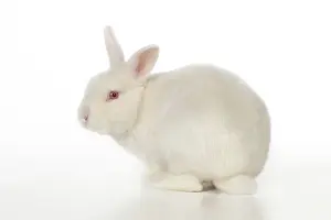 Satin: RABBIT - Mini ivory satin