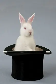 Satin: RABBIT - Mini ivory satin in top hat
