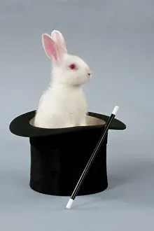 Satin: RABBIT - Mini ivory satin in top hat
