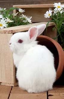 Satin: RABBIT - Mini Ivory Satin Rabbit