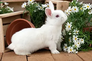 Satin: RABBIT - Mini Ivory Satin Rabbit