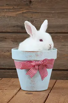 Satin: RABBIT - Mini Ivory Satin Rabbit - sitting in flower pot