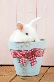 Satin: RABBIT - Mini Ivory Satin Rabbit - sitting in flower pot
