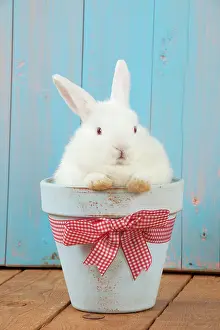 Satin: RABBIT - Mini Ivory Satin Rabbit - sitting in flower pot