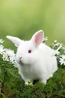 Satin: RABBIT - Mini Ivory Satin Rabbit - sitting in flowers