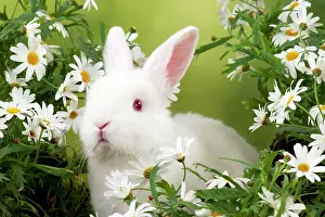 Satin: RABBIT - Mini Ivory Satin Rabbit - sitting in flowers