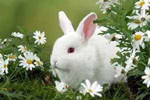 Satin: RABBIT - Mini Ivory Satin Rabbit - sitting in flowers