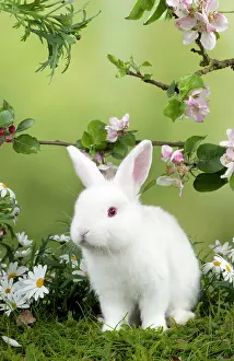Satin: RABBIT - Mini Ivory Satin Rabbit - sitting in flowers