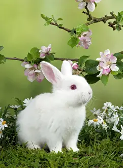 Satin: RABBIT - Mini Ivory Satin Rabbit - sitting in flowers