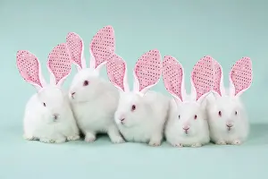 Mini: RABBIT - Mini ivory satin rabbits sitting in