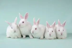 Satin: RABBIT - Mini ivory satin rabbits sitting in a row