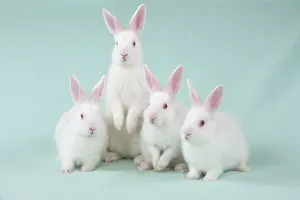 Satin: RABBIT - Mini ivory satin rabbits sitting in a row