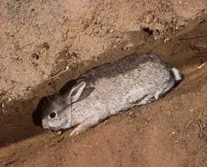 Away: RABBIT - Moving down cut-away burrow