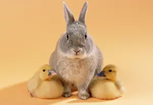 Muscovy: Rabbit - with Muscovy Ducklings