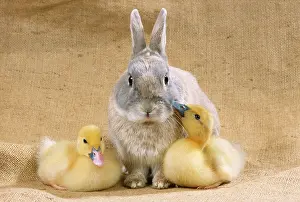 Muscovy: Rabbit - with Muscovy ducklings