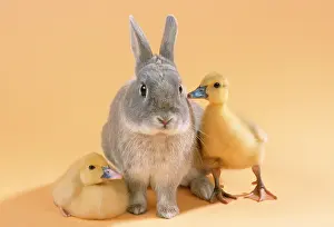 Muscovy: Rabbit - with Muscovy ducklings