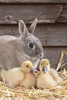 Duckling: RABBIT - & Muscovy ducklings, quacking