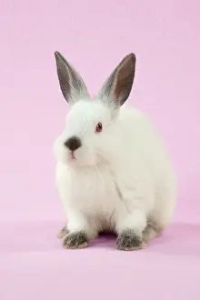Netherland: RABBIT - Netherland dwarf himalayan baby rabbit