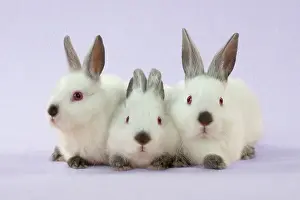 RABBIT - Netherland dwarf himalayan baby rabbits