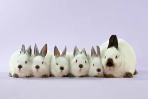 Netherland: RABBIT - Netherland dwarf himalayan baby rabbits