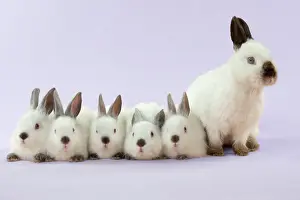 Netherland: RABBIT - Netherland dwarf himalayan baby rabbits