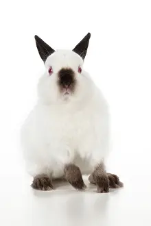 Netherland: RABBIT - Netherland dwarf himalyan