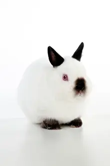 Netherland: RABBIT - Netherland dwarf himalyan